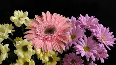 Koyu arkaplanda açan renkli çiçekler