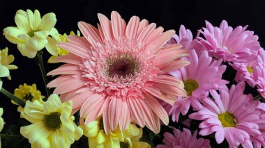 Pembe gerbera papatyaları da dahil renkli çiçekler.