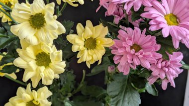 Güzel kasımpatı çiçekleri siyah üzerine