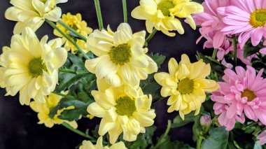 Güzel kasımpatı çiçekleri siyah üzerine