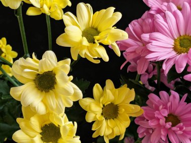 Güzel kasımpatı çiçekleri siyah üzerine