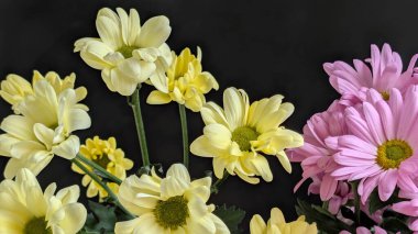 Güzel kasımpatı çiçekleri siyah üzerine