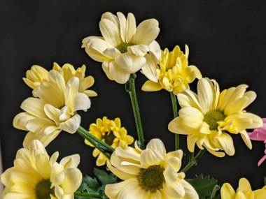 Güzel kasımpatı çiçekleri siyah üzerine