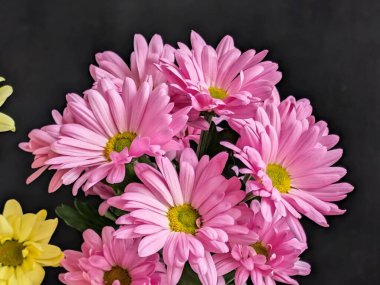 Güzel kasımpatı çiçekleri siyah üzerine