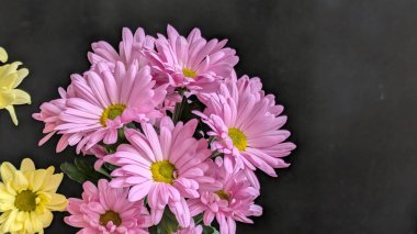 Güzel kasımpatı çiçekleri siyah üzerine