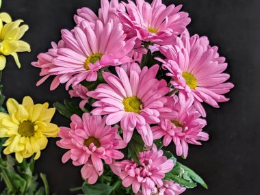 Güzel kasımpatı çiçekleri siyah üzerine