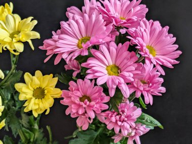 Güzel kasımpatı çiçekleri siyah üzerine