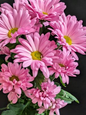 Güzel kasımpatı çiçekleri siyah üzerine