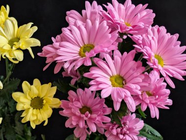 Güzel kasımpatı çiçekleri siyah üzerine