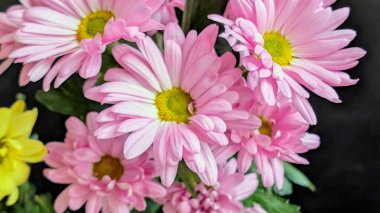 Güzel kasımpatı çiçekleri siyah üzerine