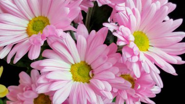 Güzel kasımpatı çiçekleri siyah üzerine