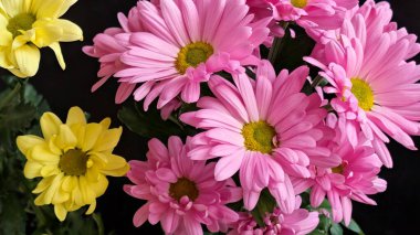 Güzel kasımpatı çiçekleri siyah üzerine