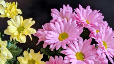 Güzel kasımpatı çiçekleri siyah üzerine