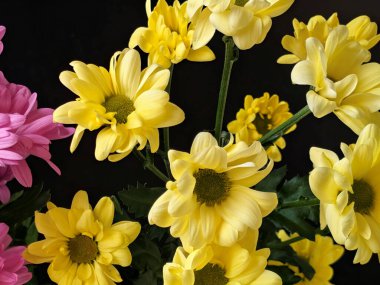 Güzel kasımpatı çiçekleri siyah üzerine