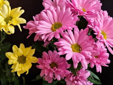 Güzel kasımpatı çiçekleri siyah üzerine