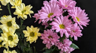 Güzel kasımpatı çiçekleri siyah üzerine