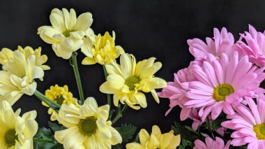 Güzel kasımpatı çiçekleri siyah üzerine
