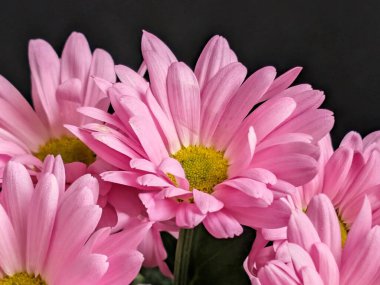 Koyu arkaplanda açan pembe çiçekler