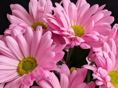 Koyu arkaplanda açan pembe papatyalar