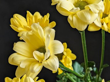 Koyu arkaplanda açan sarı çiçekler