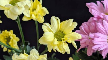 Sarı ve pembe çiçekler birlikte açıyor.