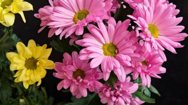 Pembe ve sarı papatyalar birlikte çiçek açıyor.