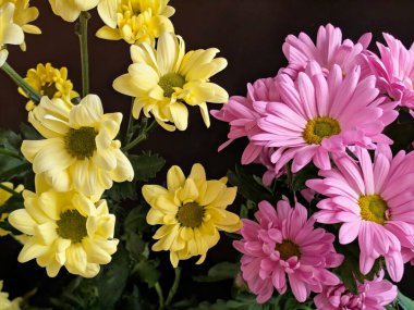 Sarı ve pembe çiçekler birlikte açıyor.