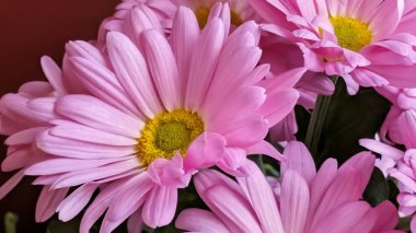 Pembe papatyalar canlı bir düzende çiçek açıyor.