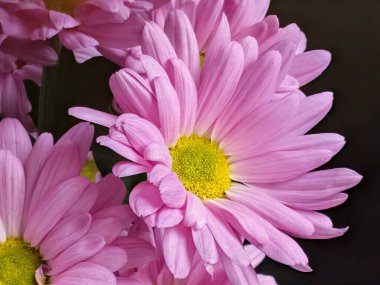 Sarı merkezlerle açan pembe çiçekler.