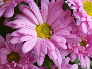 Pembe papatyalar canlı bir düzende çiçek açıyor.