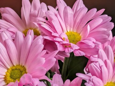 Sarı merkezlerle açan pembe çiçekler.