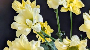 Koyu arkaplanda açan sarı çiçekler