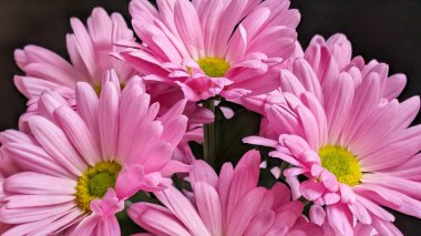 Pembe çiçekler canlı bir düzende çiçek açıyor.