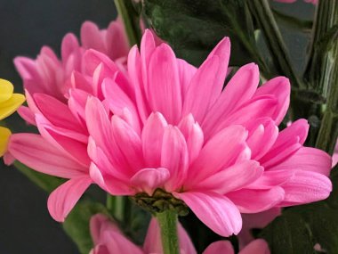 Güneş ışığında açan canlı pembe çiçekler.