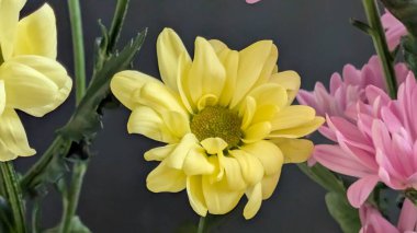 Sarı ve pembe çiçekler birlikte açıyor.