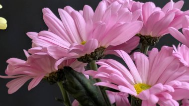 Koyu arkaplanda açan pembe çiçekler