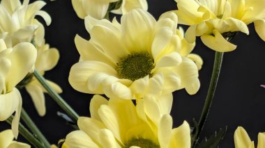 Koyu arkaplanda açan sarı çiçekler