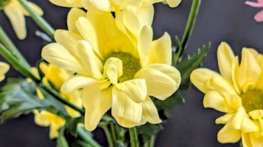 Koyu arkaplanda açan sarı çiçekler