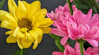 Sarı ve pembe çiçekler birlikte açıyor.