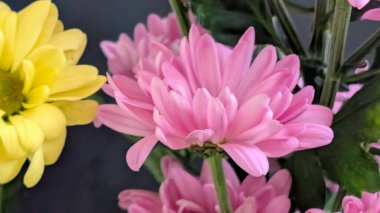 Pembe ve sarı çiçekler birlikte açıyor.