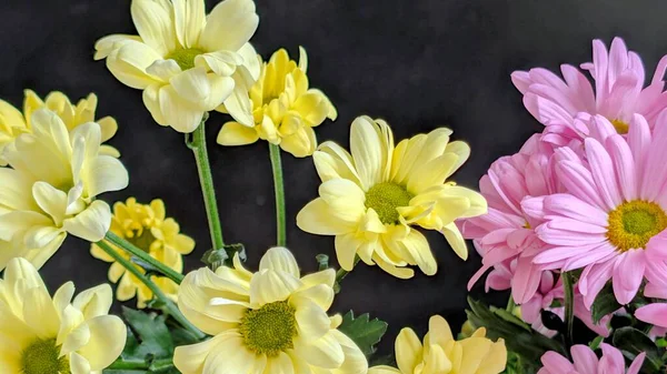 Güzel kasımpatı çiçekleri siyah üzerine