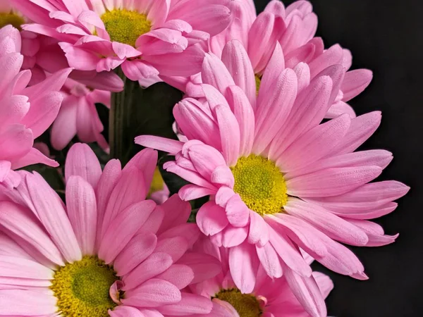 Güzel kasımpatı çiçekleri siyah üzerine