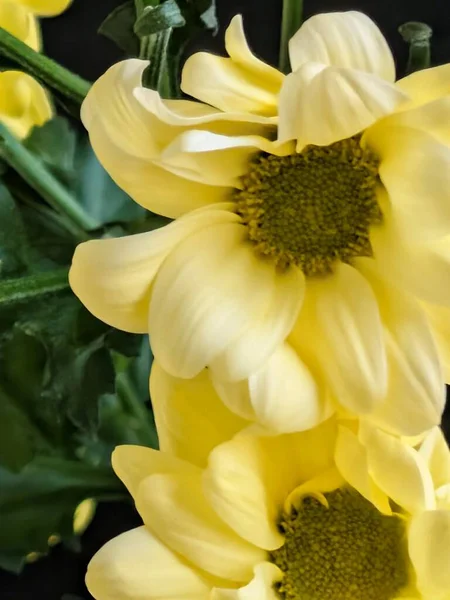 Koyu arkaplanda açan sarı çiçekler