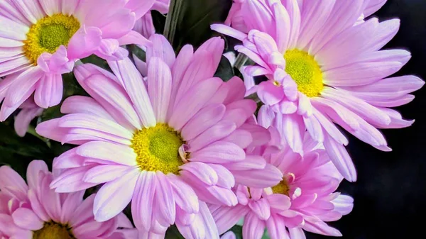 Koyu arkaplanda açan pembe papatyalar.