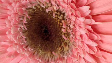 Pembe çiçek yapraklarını ve merkezini kapatın.