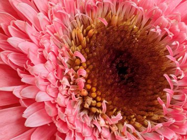 Pembe çiçek yapraklarını ve merkezini kapatın.