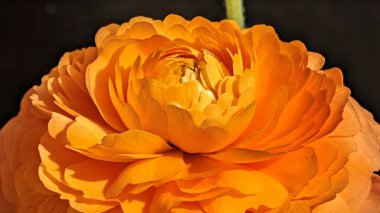 Canlı turuncu çiçek yapraklarını kapatın.