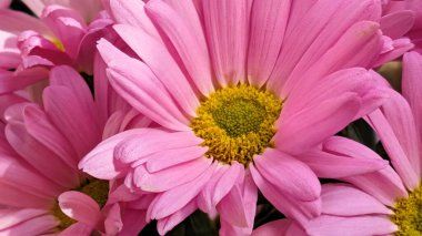 Parlak gün ışığında açan pembe papatyalar.