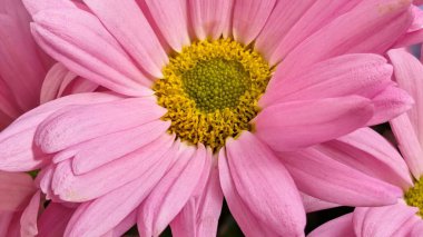 Pembe çiçek yapraklarını ve merkezini kapatın.