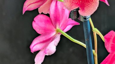 Siyah arkaplanda ayrıntılı desenleri olan canlı pembe orkideler.